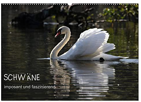 Schwäne - imposant und faszinierend (Wandkalender 2026 DIN A2 quer), CALVENDO Monatskalender: Schwäne sind imposante Entenvögel und interessant zu ... dem Wasser sowie in der Luft (CALVENDO Natur)