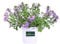 Pianta di Scaevola o Scevola pianta ornamentale da esterno pianta vera forita vari colori tappezzante venduta da eGarden.store (Lilla)