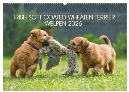IRISH SOFT COATED WHEATEN TERRIER WELPEN 2026 (Wandkalender 2026 DIN A2 quer), CALVENDO Monatskalender: Mit den blonden Iren durch's Jahr... (CALVENDO Tiere)
