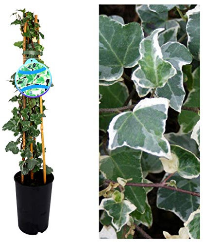 Hedera Ivy 'Glacier' Climbing Ivy Plant - 60cm in Height Ready to Plant in The Garden - Climbing Plants for The Garden
