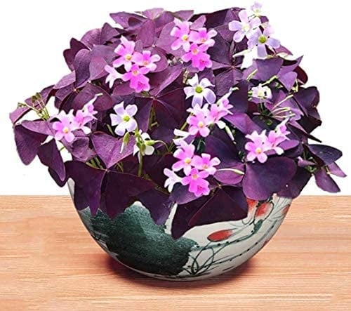 10 Pz Bulbi Oxalis Foglie viola e piccoli fiori bianchi Le piante a terra possono essere piantate in vasi e giardini all'aperto
