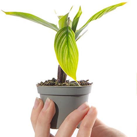 Baby Prayer Plant - Calathea Vittata Small Evergreen Houseplant | Air Purifying Indoor Plant for Home, Office, Kitchen, Bathroom | Grow Your Own Baby Plants
