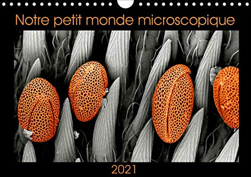 Notre petit monde microscopique (Calendrier mural 2021 DIN A4 horizontal): Notre petit monde dans un microscope électronique à balayage (Calendrier mensuel, 14 Pages )