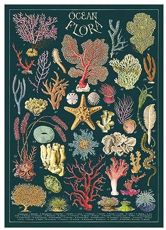 Cavallini & Co. Dekorative Papierfolie, Motiv: Ozeanflora, 50,8 x 71,1 cm
