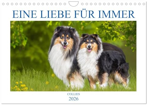 Eine Liebe für immer - Collies (Wandkalender 2026 DIN A4 quer), CALVENDO Monatskalender: 13 wundervolle Fotos der Fotografin Sigrid Starick von ... begleiten und durch das Jahr (CALVENDO Tiere)