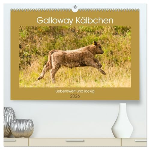 Galloway Kälbchen - Liebenswert und lockig (hochwertiger Premium Wandkalender 2026 DIN A2 quer), Kunstdruck in Hochglanz: Bezaubernde schottische Robustrinder (CALVENDO Tiere)