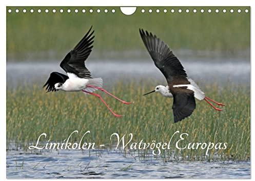 Limikolen - Watvögel Europas (Wandkalender 2026 DIN A4 quer), CALVENDO Monatskalender: Schnepfen und Regenpfeifer gehören zu den Limikolen ... ihre Überwinterungsgebiete. (CALVENDO Tiere)