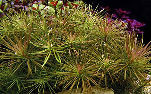 Tropica Aquarium Pflanze Pogostemon stellata Nr.053G Wasserpflanze Aquariumpflanze