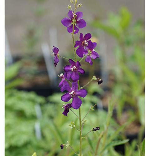 Blumixx Stauden Verbascum phoeniceum 'Violetta' – Purpur-Königskerze, winterhart & mehrjährig, Bienenmagnet, ideal für sonnige Beete & Naturgärten