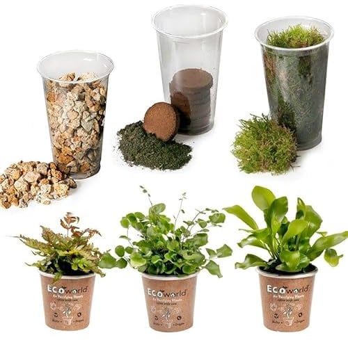 vdvelde.com - Jungle Terrarium Pflanzen Set - 3 Pflanzen - 3 Farne Pflanze - Komplettes DIY-Set - Ohne Glas