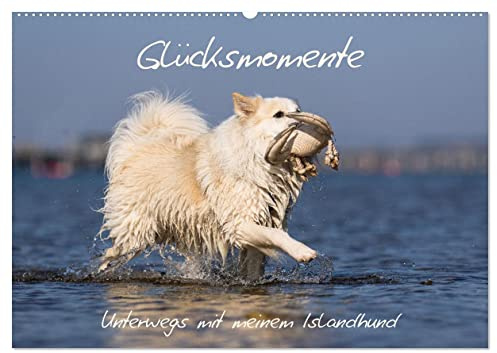 Glücksmomente - Unterwegs mit meinem Islandhund (Wandkalender 2026 DIN A2 quer), CALVENDO Monatskalender: Die Lebensfreude meines Islandhundes ist ansteckend. (CALVENDO Tiere)