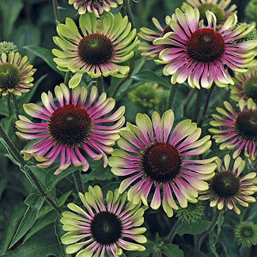 3 x Echinacea purpurea 'Green Twister' (Stauden/Staude/Mehrjährig/Winterhart) Bunt Grüner Purpursonnenhut - Ein einzigartiges Farbspiel für den Garten - sehr Bienenfreundlich - von Stauden Gänge