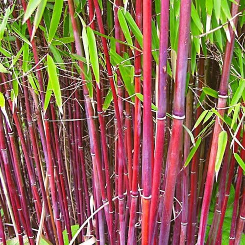 Fargesia Asian Wonder | Red clumping Bamboo | 12cm Potted Plant | Bamboo