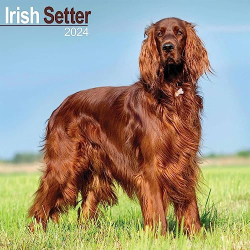 Irish Setter - Irish Setter 2024 - 16-Monatskalender: Original Avonside-Kalender [Mehrsprachig] [Kalender] (Wall-Kalender)