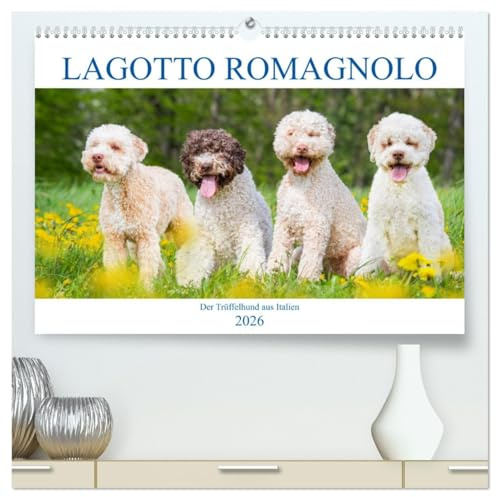 Lagotto Romagnolo - Der Trüffelhund aus Italien (hochwertiger Premium Wandkalender 2026 DIN A2 quer), Kunstdruck in Hochglanz: In 13 wunderschönen ... liebenswerte Hunderasse vor. (CALVENDO Tiere)