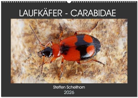LAUFKÄFER - CARABIDAE (Wandkalender 2026 DIN A2 quer), CALVENDO Monatskalender: Außergewöhnliche Fotos von heimischen Laufkäfern (CALVENDO Tiere)
