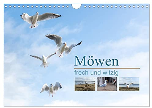 Möwen frech und witzig (Wandkalender 2026 DIN A4 quer), CALVENDO Monatskalender: Ein Kalender der fröhlich macht und zum Schmunzeln anregt (CALVENDO Tiere)