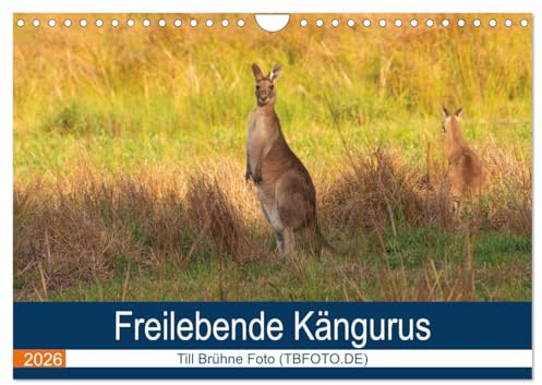 Freilebende Kängurus (Wandkalender 2026 DIN A4 quer), CALVENDO Monatskalender: Kängurus in Australien (CALVENDO Orte)