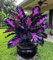 Semi di pianta di Caladium 80 pezzi viola nero