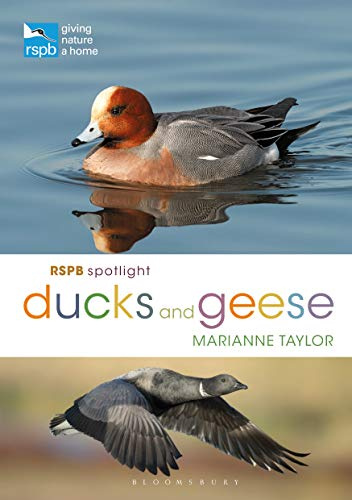 RSPB Spotlight Ducks and Geese