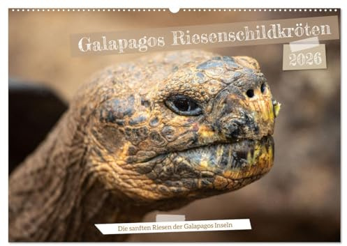 Die Riesenschildkröten der Galapagos Inseln (Wandkalender 2026 DIN A2 quer), CALVENDO Monatskalender: Erlebe die beeindruckende Schönheit und Anmut ... Inseln ihr Zuhause nennen. (CALVENDO Orte)