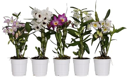 3 Stück Dendrobium Nobile - Bambus Orchidee, Exotische Zimmerpflanze für Zuhause, Pflegeleicht & Blühfreudig - Ideal für Orchideenliebhaber