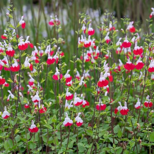 6 x Salbei 'Hot Lips' - Salvia Microphylla 'Hot Lips' Topf 9x9cm: Heißblütige Pflanze für Ihren Garten