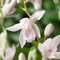 Weiße Japanorchidee - Bletilla Alba | 1 Stück | Knolle | Verwildernd | Topfpflanze | Geeignet für Kübel | Weiß | 100% Blütegarantie | QFB Gardening