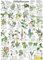 Giftpflanzen (Planet-Poster-Box)