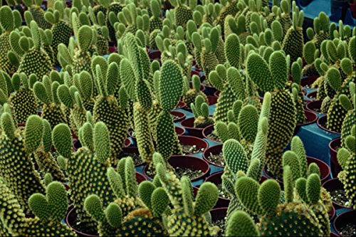 664006 Cactus Opuntia Microdasys albispina A4 Photo Poster Print 10x8