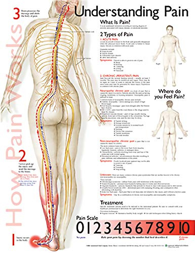 Anatomisches Diagramm „Understanding Pain (Englische Version)