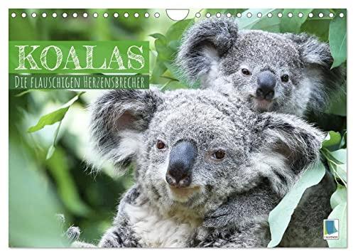 Koalas: die flauschigen Herzensbrecher (Wandkalender 2026 DIN A4 quer), CALVENDO Monatskalender: Koalas: Lebende Teddybären aus Australien (CALVENDO Tiere)