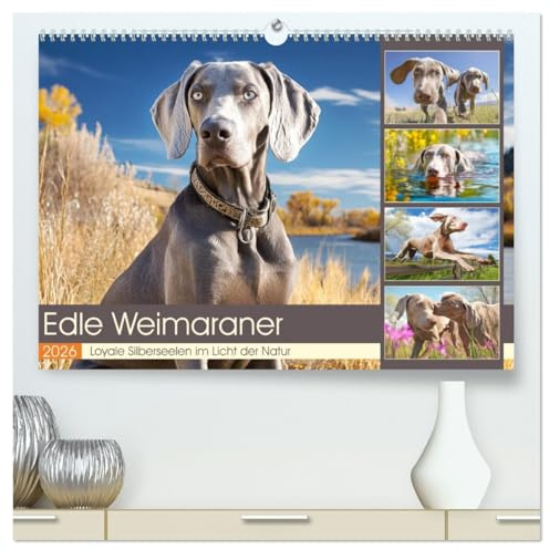 Edle Weimaraner. Loyale Silberseelen im Licht der Natur (hochwertiger Premium Wandkalender 2026 DIN A2 quer), Kunstdruck in Hochglanz: Die Schönheit, ... Herz und Blick zugleich (CALVENDO Tiere)