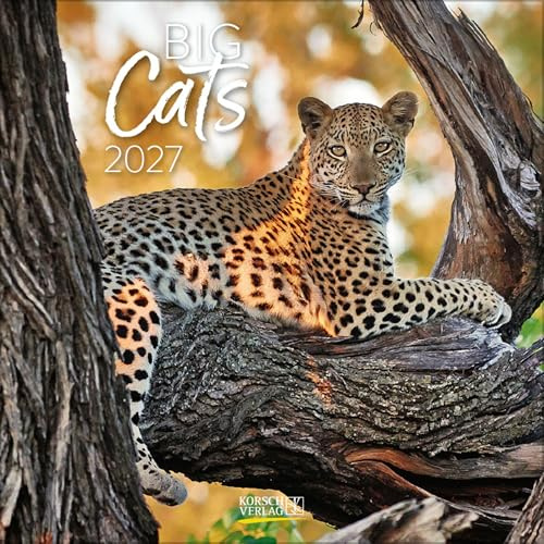 Big Cats 2027: Broschürenkalender mit Ferienterminen. Bilder von Raubkatzen. 30 x 30 cm