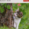 Katzen Postkartenkalender 2020. Wochenkalendarium. Blockkalender. Format 16 x 17,5 cm: Kalender mit 53 Postkarten