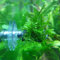 Schmitt Aquaristik Pflanzen Plattform 3cm mit Spiky-Moos (taxiphyllum Spiky) // fertig aufgebunden