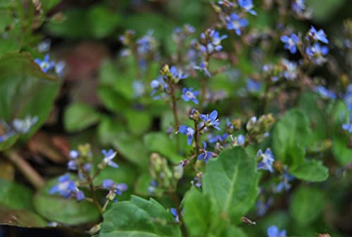 Veronica beccabunga 9x9 cm Topf – Winterhart, Mehrjährig, Pflegeleicht – Bachbunge – Teichpflanze für Uferzone & Bachlauf