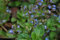 Veronica beccabunga ca. 9x9 cm Topf - Bachbunge, blaue Blüten, Blütezeit Mai-September, ideal für Teichränder, bienenfreundlich, pflegeleicht