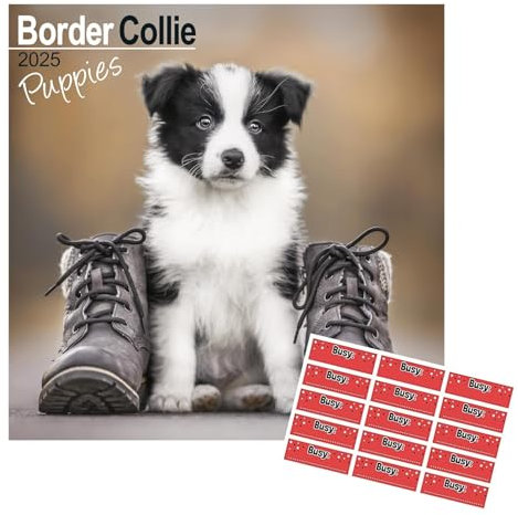 Border Collie Puppies Kalender 2026 | mit Organisationsaufklebern | Sept25 - Dez26 | 16 Monate