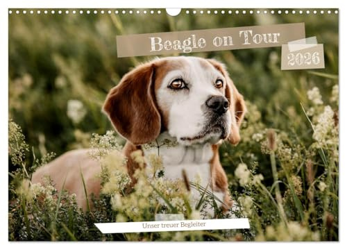Beagle - Unser treuer Begleiter (Wandkalender 2026 DIN A3 quer), CALVENDO Monatskalender: 13 süße & ausdrucksstarke Beaglebilder (CALVENDO Tiere)