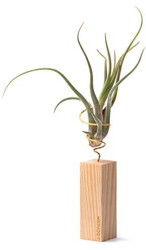 BOREEN - Plantes d'Air Tillandsia CAM avec support de bureau décoratif (Liston en bois de 10 cm de hauteur)