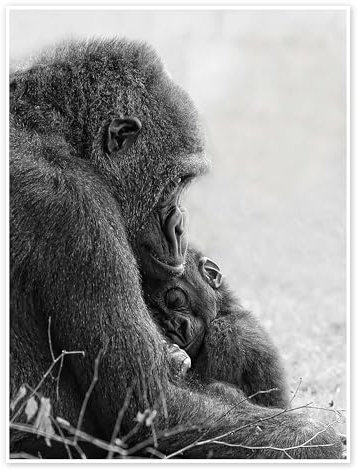 Mutterliebe mit Baby Gorilla Poster von Holger Bücker (BuPix) 13 x 18 cm Schwarz-Weiß Schwarz-Weiß Fotografie Wanddeko