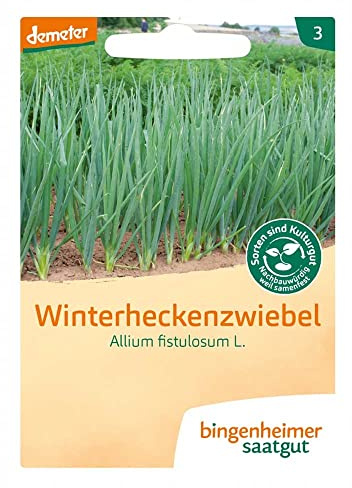 BINGENHEIMER Saatgut, Winterheckenzwiebel