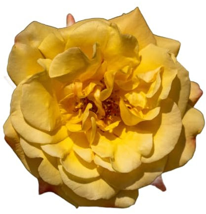 Rose Plants, 'Golden Memories', Full Plants in 5 Litre Pots, Roses, Rose Bush, Garden Ready and Ready to Plant, Premium Quality Roses (2)