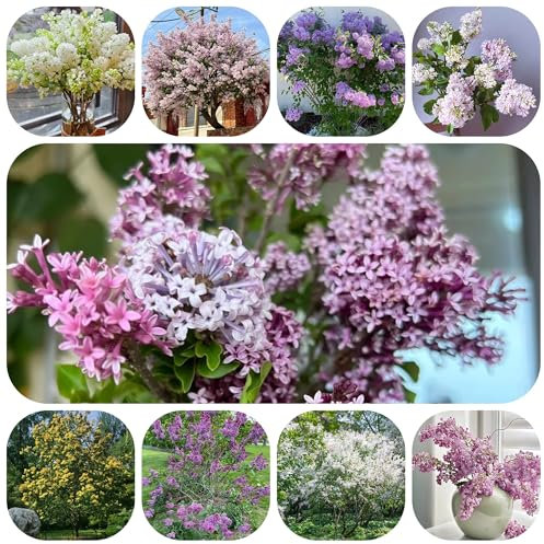 fliederbaum kaufen samen, flieder winterharte pflanzen für garten flieder baum grünpflanzen, gartendeko für draußen gartenpflanzen winterhart mehrjährig bonsai tree bäume pflanzen 300pcs