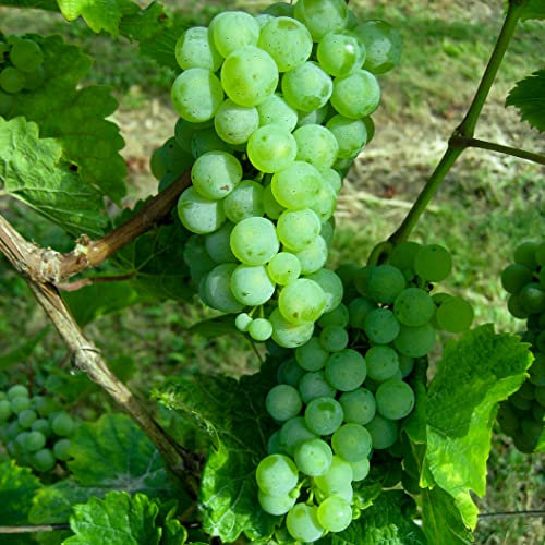 Weintraube gelb Riesling