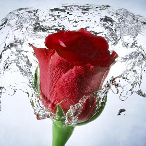 Flower Wallpaper, Floral, Rose Background: Rosely