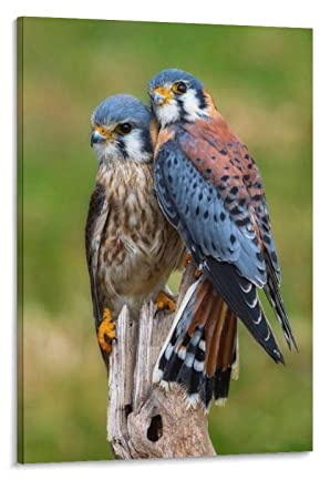 Falco Sparverius Poster auf Leinwand, Kunstposter und Wandkunstdruck, modernes Familien-Schlafzimmer, Dekor-Poster, 40 x 60 cm