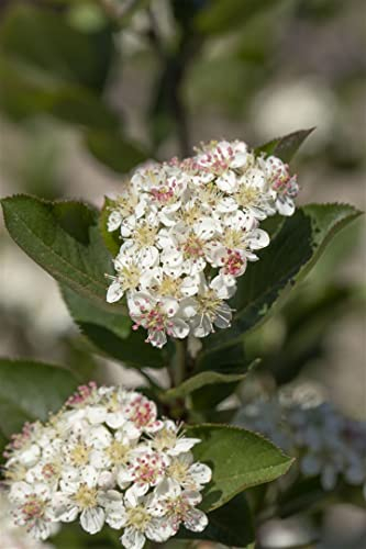 Aronia arbutifolia 'Brilliant' 40-60 cm - Rote Apfelbeere, weiße Blüten im Frühling, rote Beeren im Herbst, ideal für Hecken, bienenfreundlich, winterhart