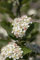 Aronia arbutifolia 'Brilliant' 40-60 cm - Rote Apfelbeere, weiße Blüten im Frühling, rote Beeren im Herbst, ideal für Hecken, bienenfreundlich, winterhart